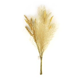 Setaria viridis and pampas