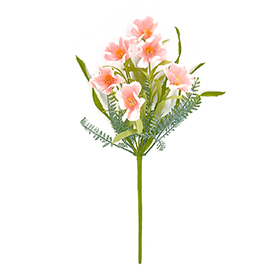 Spring daisy pick