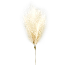 Off-white pampas