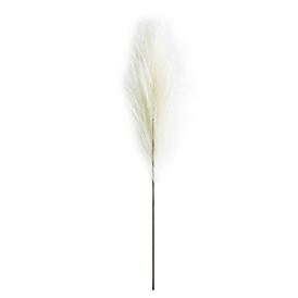 Off-white pampas stem