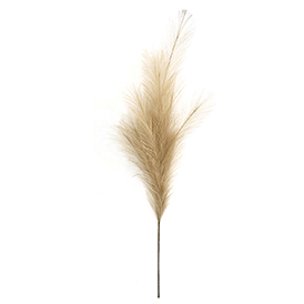 Brown pampas stem
