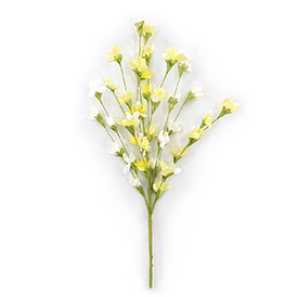 Spring winter jasmine pick