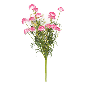 Spring carnation pick