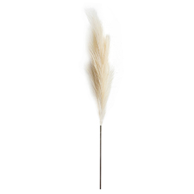 Light brown pampas stem