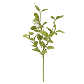 Green leaves pick