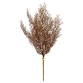 Golden branch bush