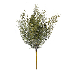 Green branch bush