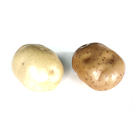 Potato
