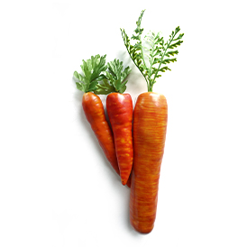 Carrot