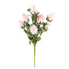 Thistle Bush