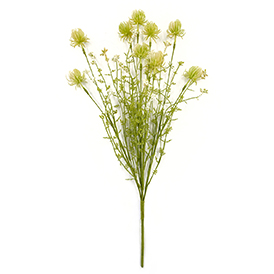 Pompom Bush