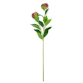 Thistle Stem