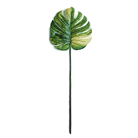 Monstera (2)