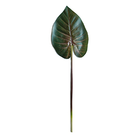 Caladium (8)
