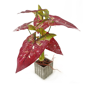Faux Caladium Potted (2)