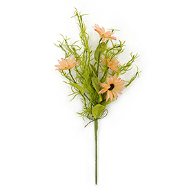 Daisy Bush