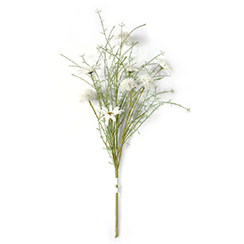 Daisy Bush