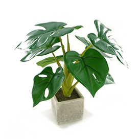 Monstera Plants
