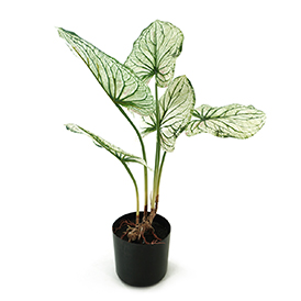 Caladium Potted