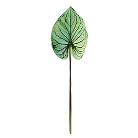 Caladium (6)