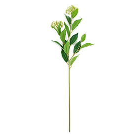 Thistle Stem