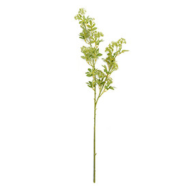 Thistle Stem
