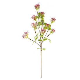 Thistle Stem