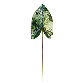 Caladium (5)