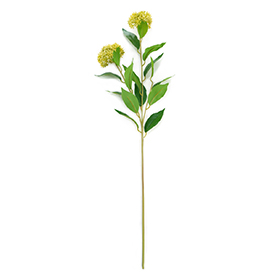 Thistle Stem