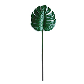Monstera (3)