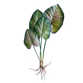 Caladium (2)