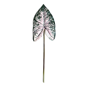 Caladium (4)