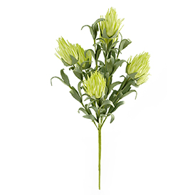 Thistle Bush