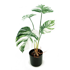 Monstera Plants