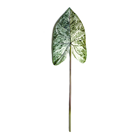 Caladium (3)
