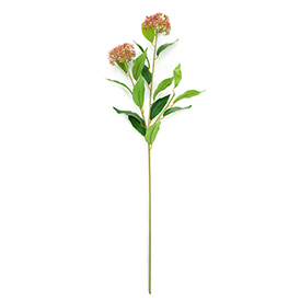 Thistle Stem