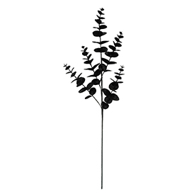 Eucalyptus Stem