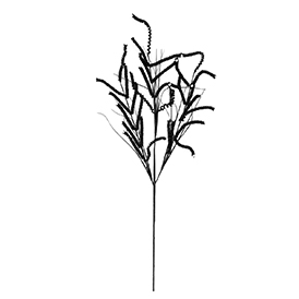 Black Stem