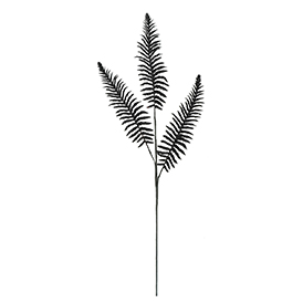 Fern Stem