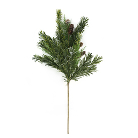 Pine Stem