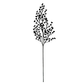 Eucalyptus Stem