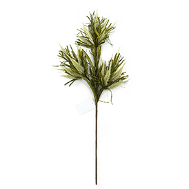 Heather Grass Stem