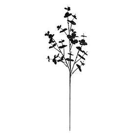 Eucalyptus Stem