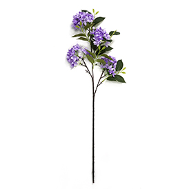 Hydrangea Stem