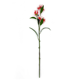 Pansy Stem