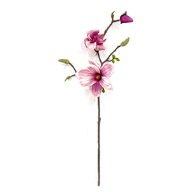 Magnolia Stem