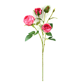 Rose Stem