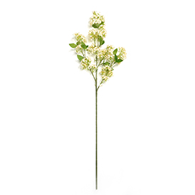 Lilac Stem