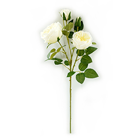 Rose Stem