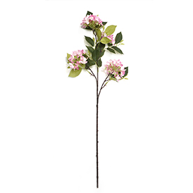 Hydrangea Stem